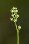David Plant Photography - Wildlife Photography - Scottish asphodel - A