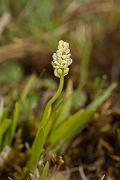 David Plant Photography - Wildlife Photography - Scottish asphodel - B
