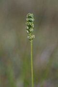 David Plant Photography - Wildlife Photography - Scottish asphodel - D