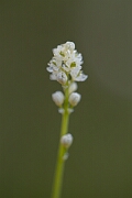David Plant Photography - Wildlife Photography - Scottish asphodel - G