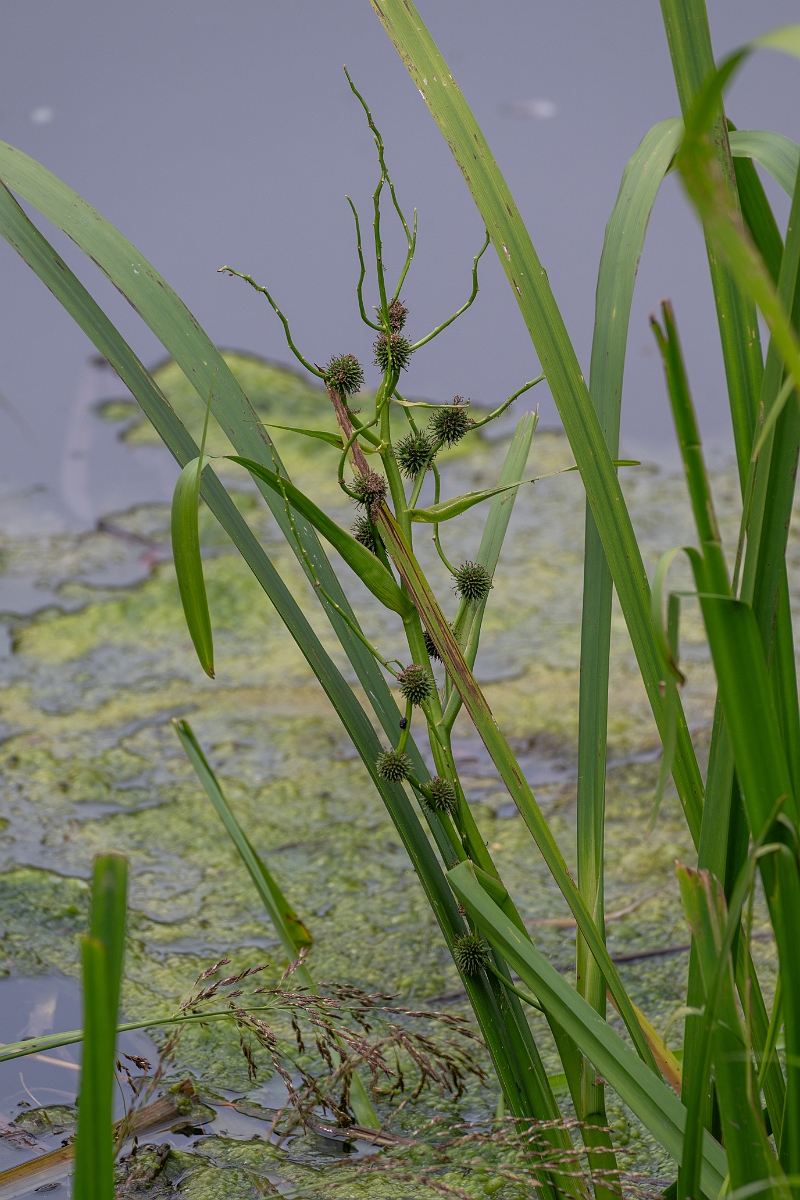 David Plant Photography - Wildlife Photography - Branched bur-reed - C.jpg - Branched bur-reed - Cambridgeshire
