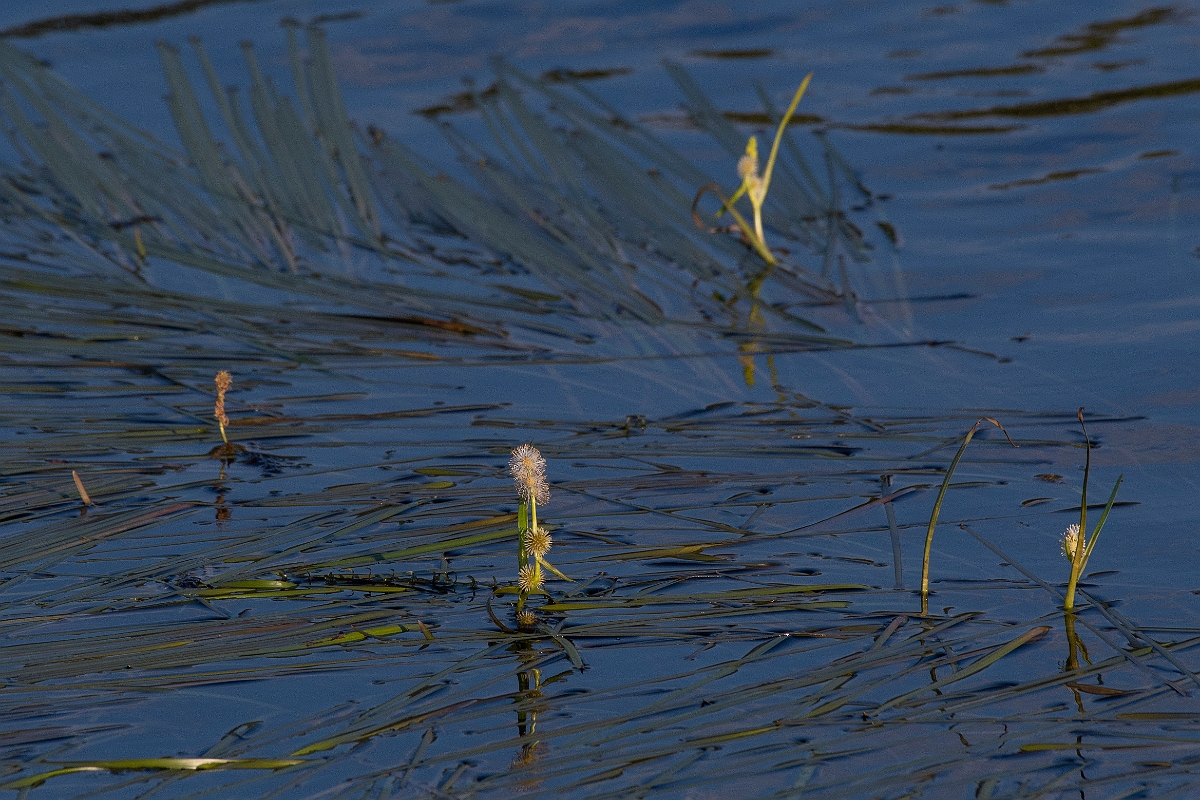 David Plant Photography - Wildlife Photography - Floating bur-reed - B.JPG - Floating bur-reed - Inverness-shire