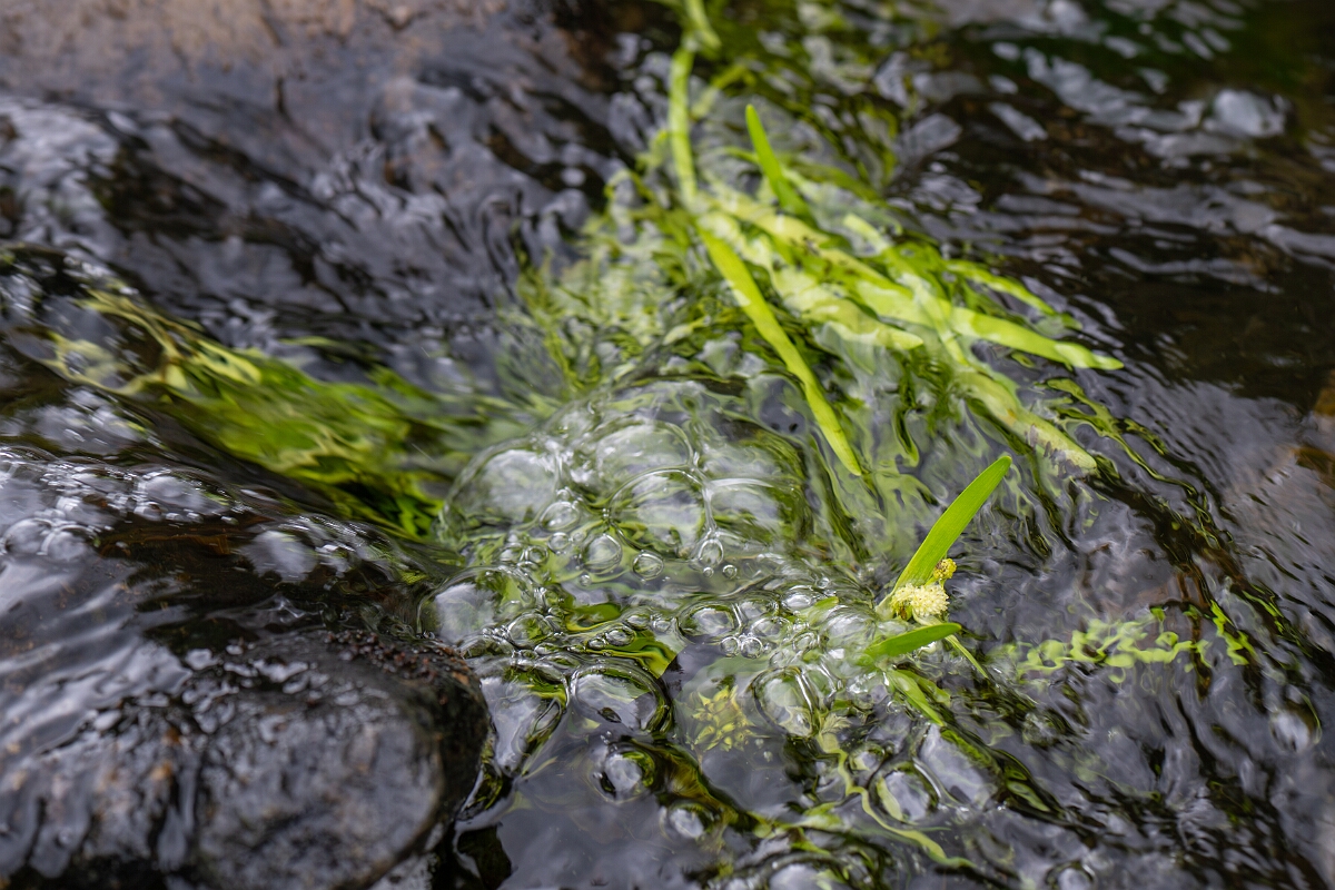David Plant Photography - Wildlife Photography - Least bur-reed - A.jpg - Least bur-reed - Perthshire