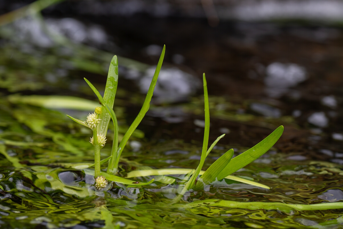 David Plant Photography - Wildlife Photography - Least bur-reed - D.jpg - Least bur-reed - Perthshire