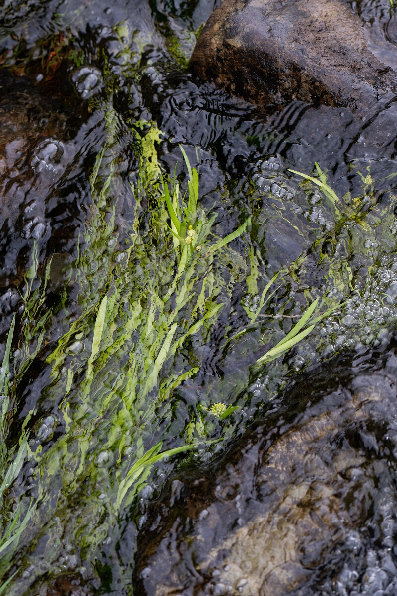 David Plant Photography - Wildlife Photography - Least bur-reed - E.jpg - Least bur-reed - Perthshire