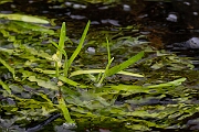 David Plant Photography - Wildlife Photography - Least bur-reed - B