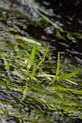 David Plant Photography - Wildlife Photography - Least bur-reed - C