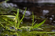 David Plant Photography - Wildlife Photography - Least bur-reed - D