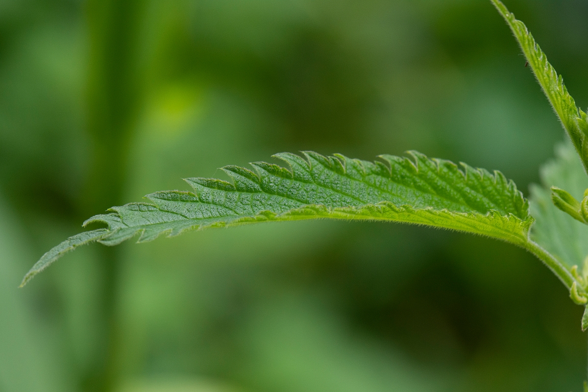 David Plant Photography - Wildlife Photography - Fen nettle, Urtica dioica galeopsifolia - B.JPG - Fen nettle - Norfolk