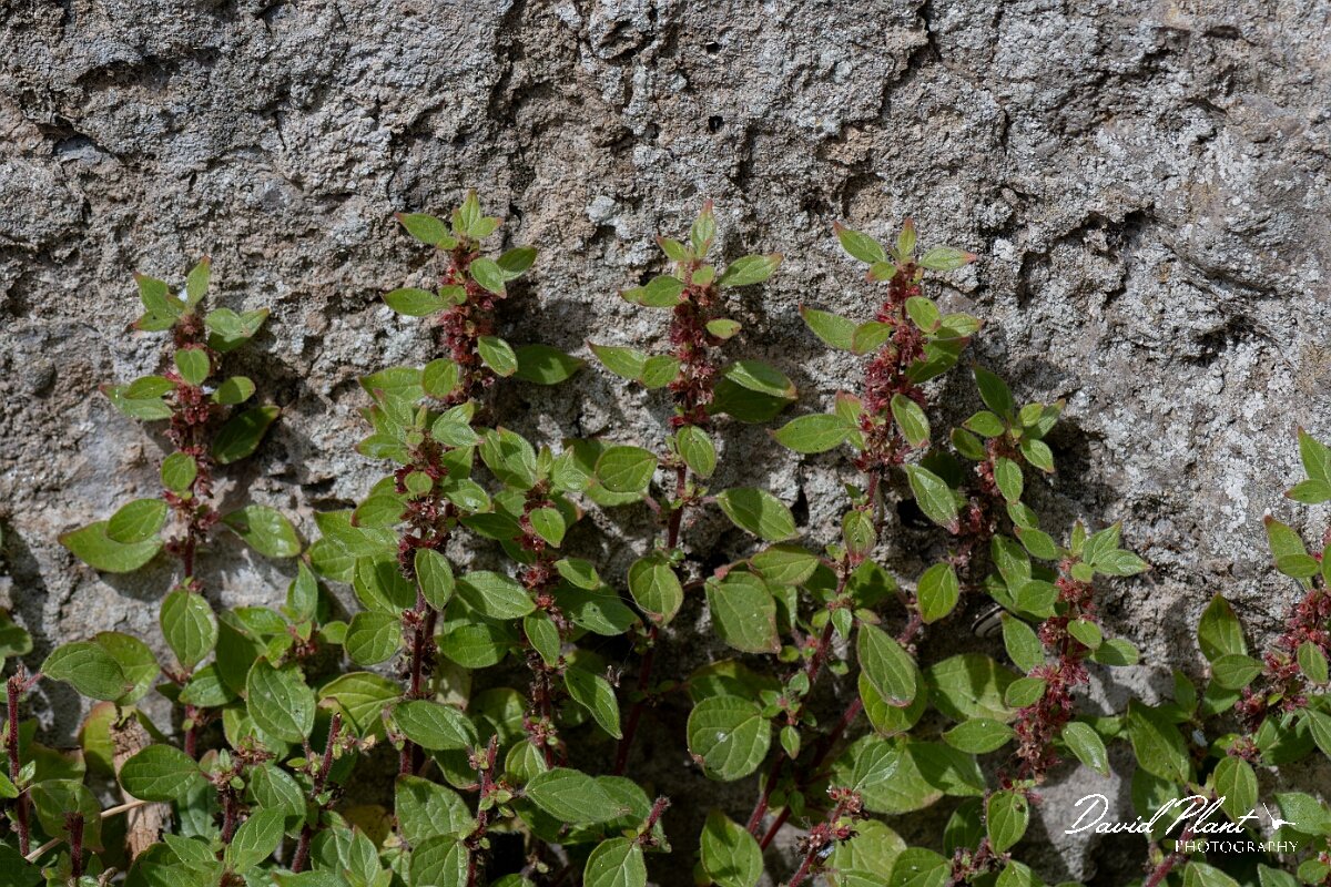 David Plant Photography - Wildlife Photography - Pellitory of the wall - F.jpg - Pellitory-of-the-wall, Parietaria judaica - Conwy