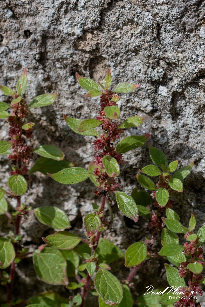 David Plant Photography - Wildlife Photography - Pellitory of the wall - G.jpg - Pellitory-of-the-wall, Parietaria judaica - Conwy