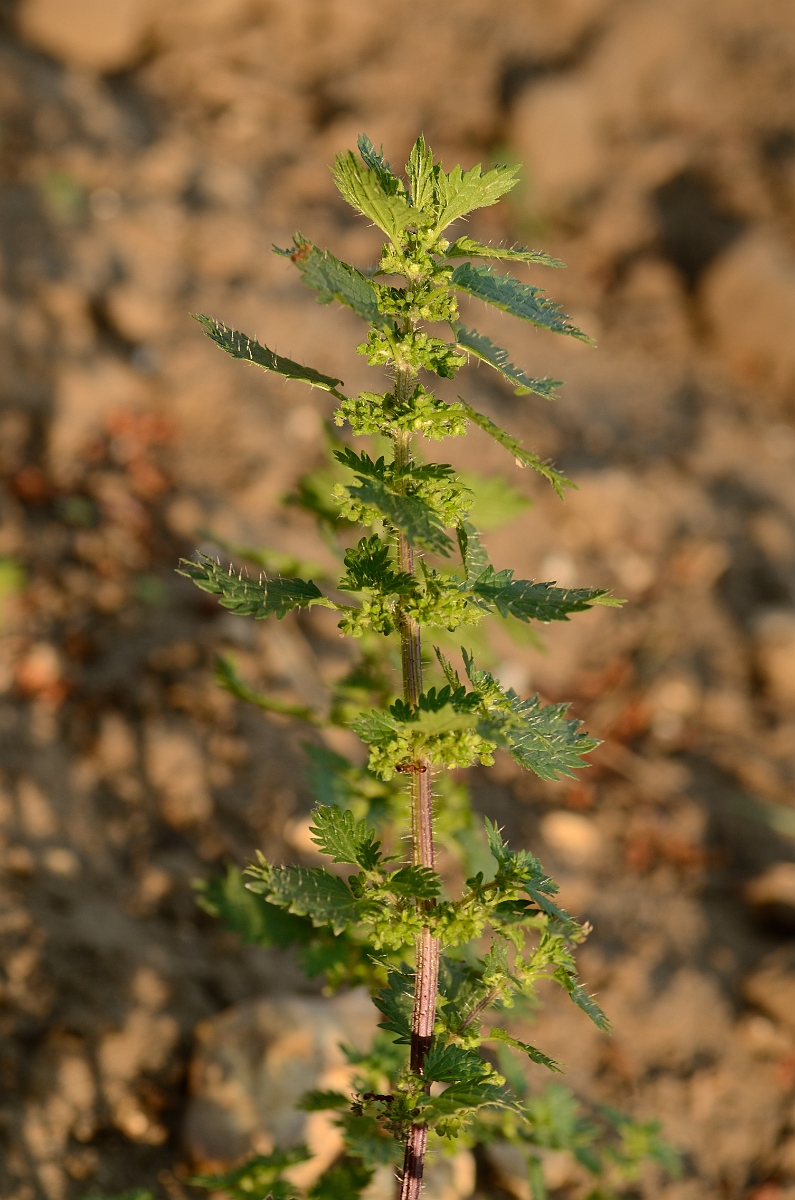 David Plant Photography - Wildlife Photography - Small nettle - A.jpg - Small nettle - Suffolk