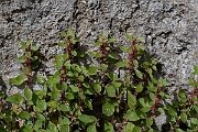 David Plant Photography - Wildlife Photography - Pellitory of the wall - F
