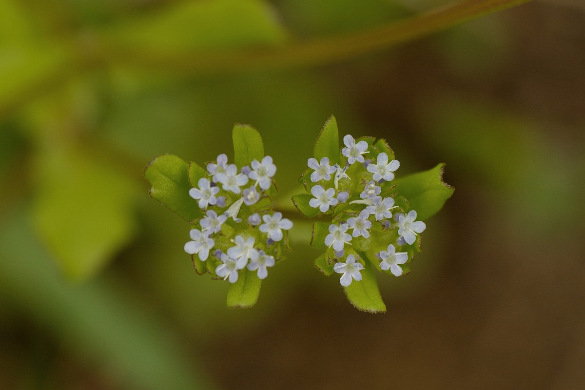 David Plant Photography - Wildlife Photography - Common cornsalad - A.jpg - Common cornsalad - Bedfordshire