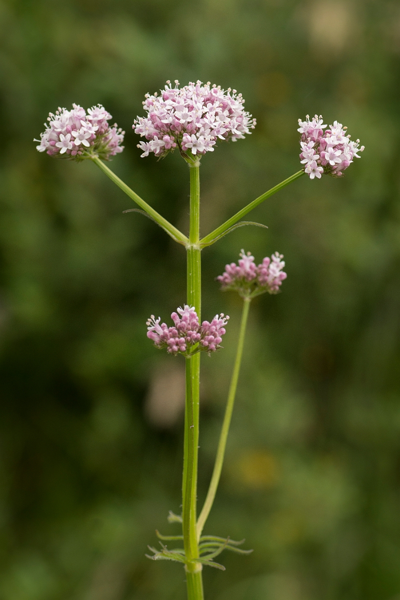 David Plant Photography - Wildlife Photography - Common valerian - A.jpg - Common valerian - Ayrshire