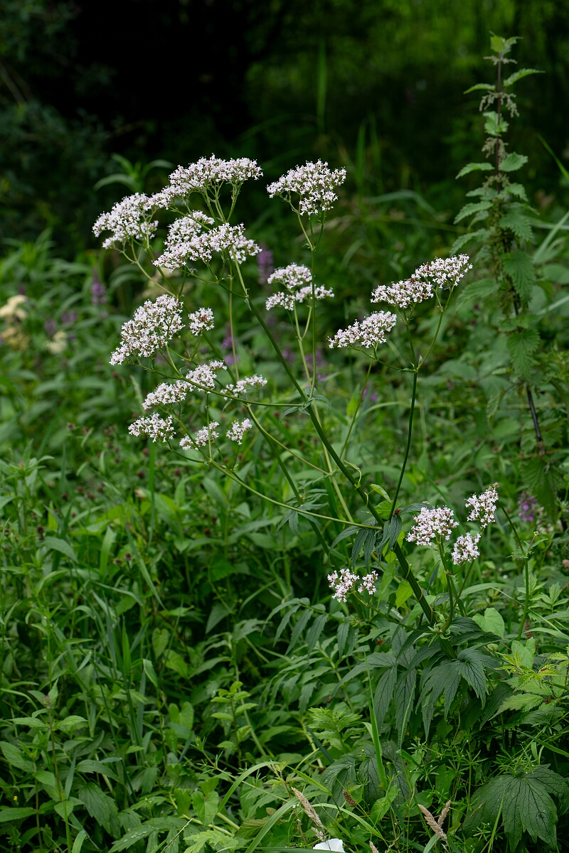 David Plant Photography - Wildlife Photography - Common valerian - C.jpg
