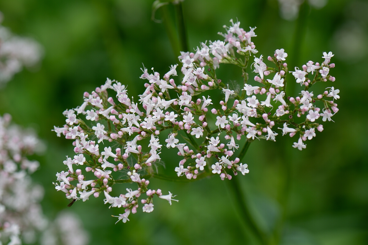 David Plant Photography - Wildlife Photography - Common valerian - D.jpg