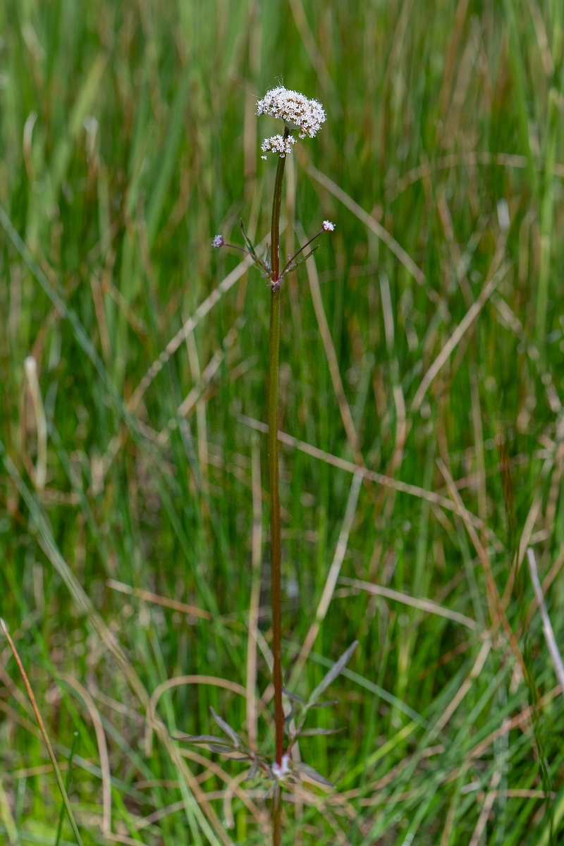 David Plant Photography - Wildlife Photography - Marsh valerian - B.jpg - Marsh valerian - Norfolk