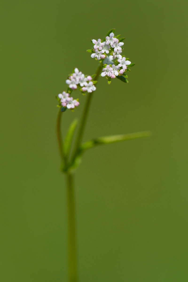 David Plant Photography - Wildlife Photography - Narrow-fruited cornsalad - B.JPG - Narrow-fruited cornsalad - Somerset