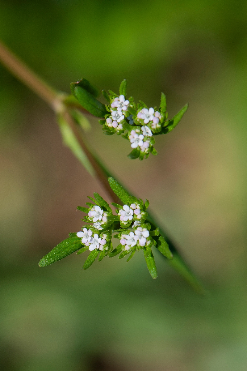 David Plant Photography - Wildlife Photography - Narrow-fruited cornsalad - C.JPG - Narrow-fruited cornsalad - Somerset