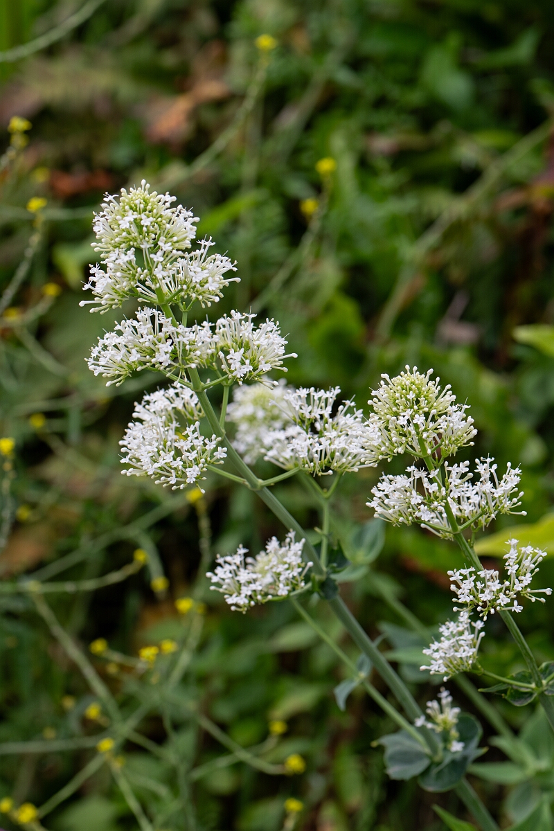 David Plant Photography - Wildlife Photography - Red valerian - A.jpg - Red valerian, white form - Cornwall