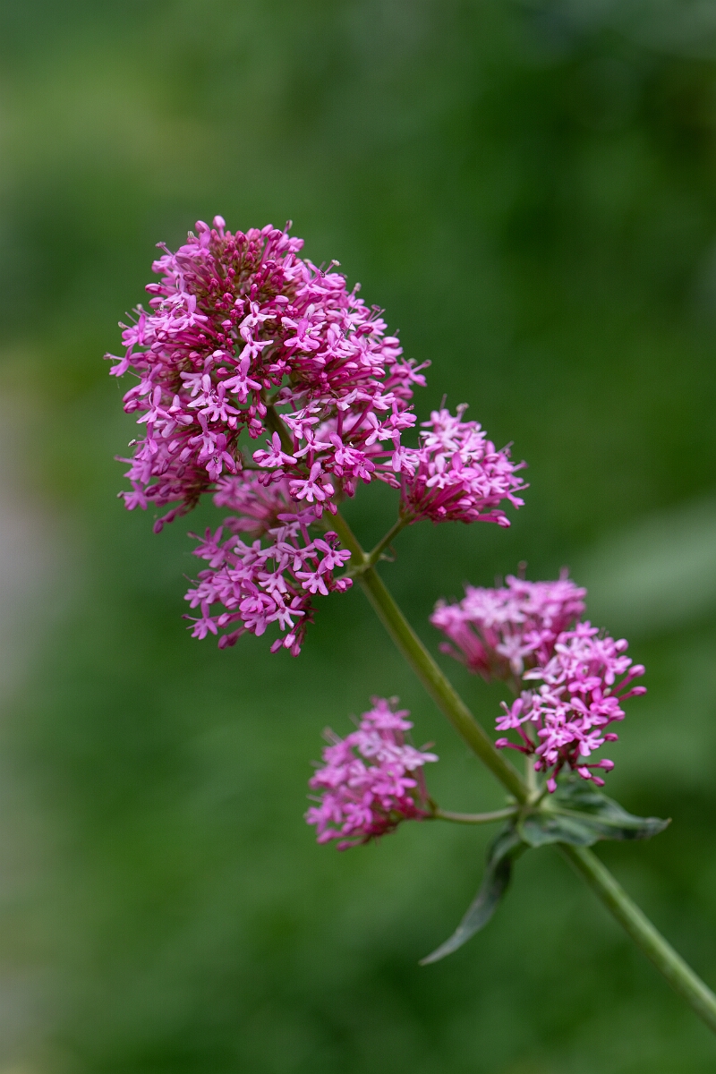 David Plant Photography - Wildlife Photography - Red valerian - C.jpg - Red valerian, pink form - Cornwall