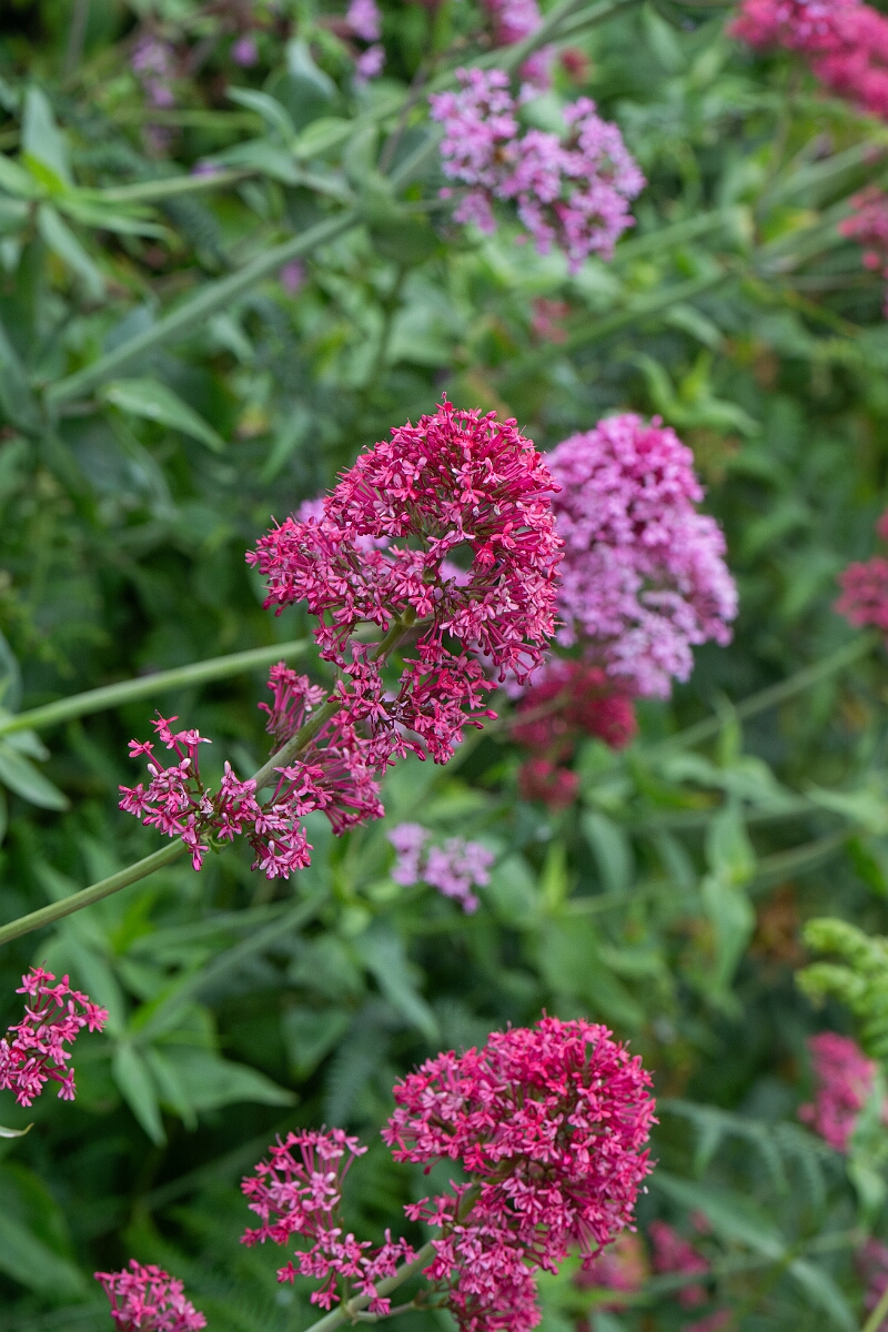 David Plant Photography - Wildlife Photography - Red valerian - D.jpg - Red valerian, red form - Cornwall