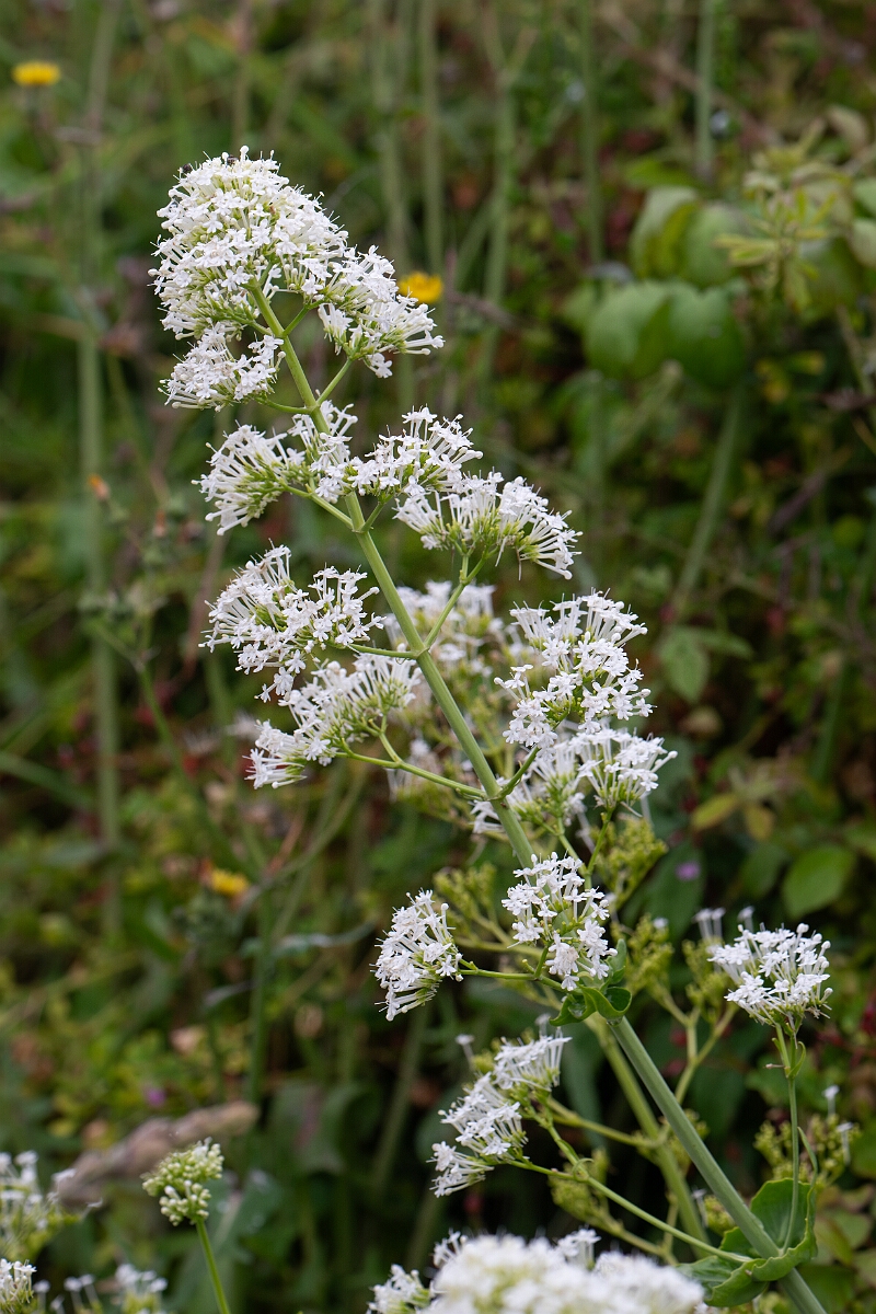 David Plant Photography - Wildlife Photography - Red valerian - F.jpg - Red valerian, white form - Cornwall