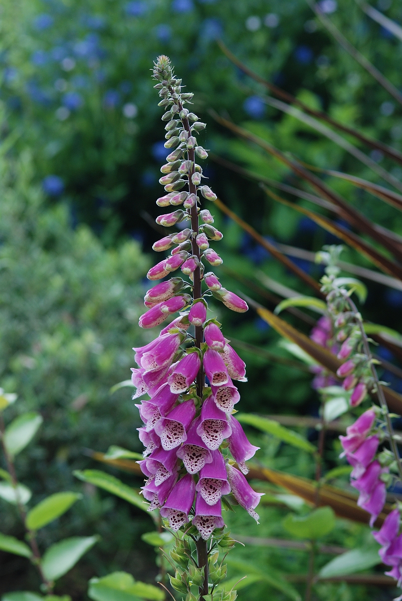 David Plant Photography - Wildlife Photographer - Foxglove - A.JPG - Foxglove - Cotswolds