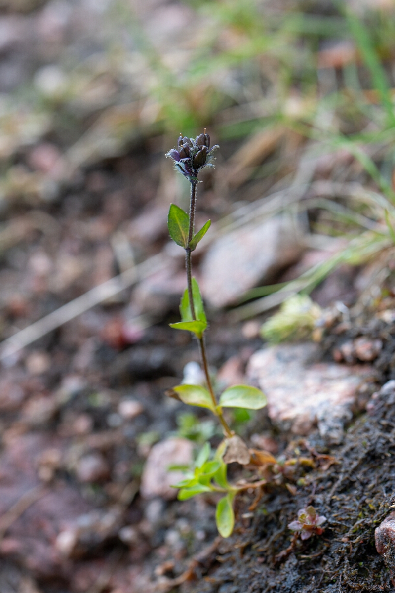 David Plant Photography - Wildlife Photography - Alpine speedwell - C.jpg - Alpine speedwell - Cairngorms