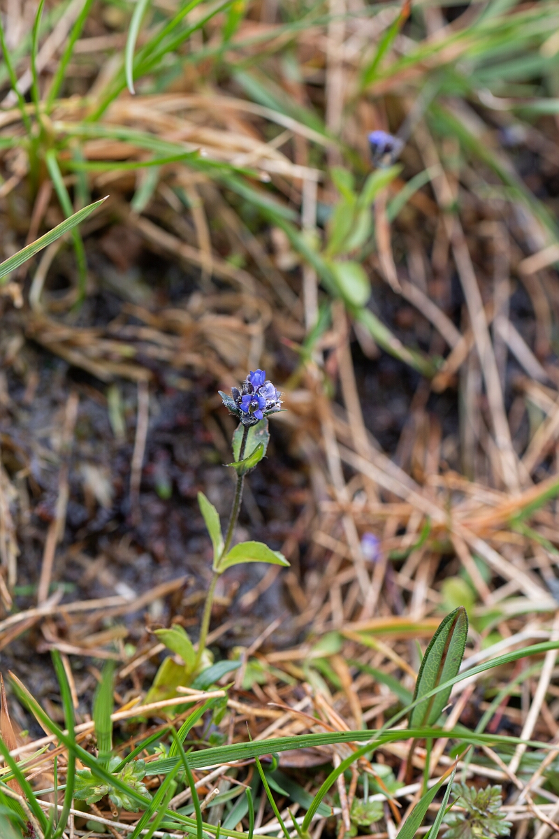 David Plant Photography - Wildlife Photography - Alpine speedwell - F.jpg - Alpine speedwell - Cairngorms