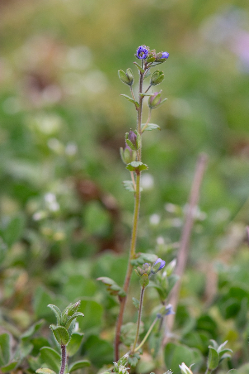 David Plant Photography - Wildlife Photography - Breckland speedwell - B.JPG - Breckland speedwell - Norfolk
