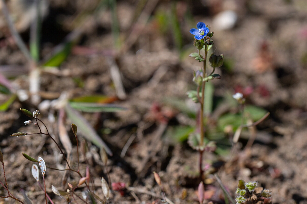 David Plant Photography - Wildlife Photography - Breckland speedwell - D.jpg - Breckland speedwell - Suffolk