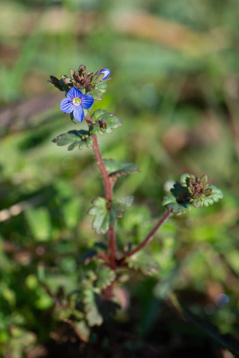 David Plant Photography - Wildlife Photography - Breckland speedwell - F.jpg - Breckland speedwell - Suffolk