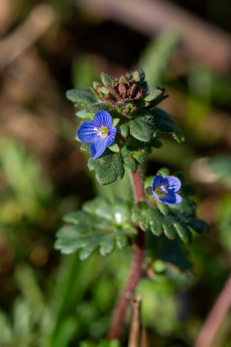 David Plant Photography - Wildlife Photography - Breckland speedwell - G.jpg - Breckland speedwell - Suffolk