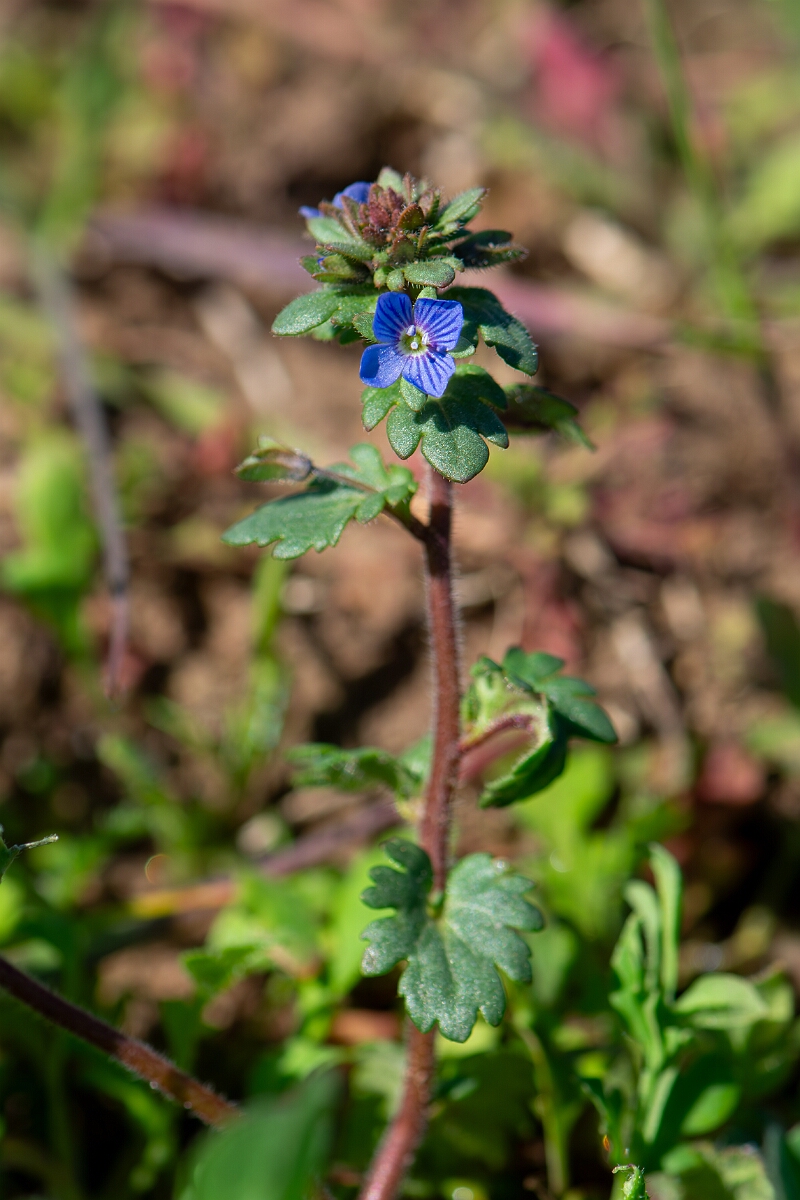 David Plant Photography - Wildlife Photography - Breckland speedwell - H.jpg - Breckland speedwell - Suffolk