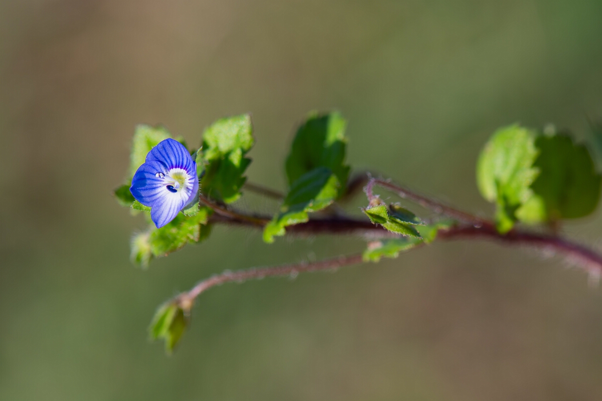 David Plant Photography - Wildlife Photography - Common field speedwell - E.jpg - Common field speedwell - Suffolk