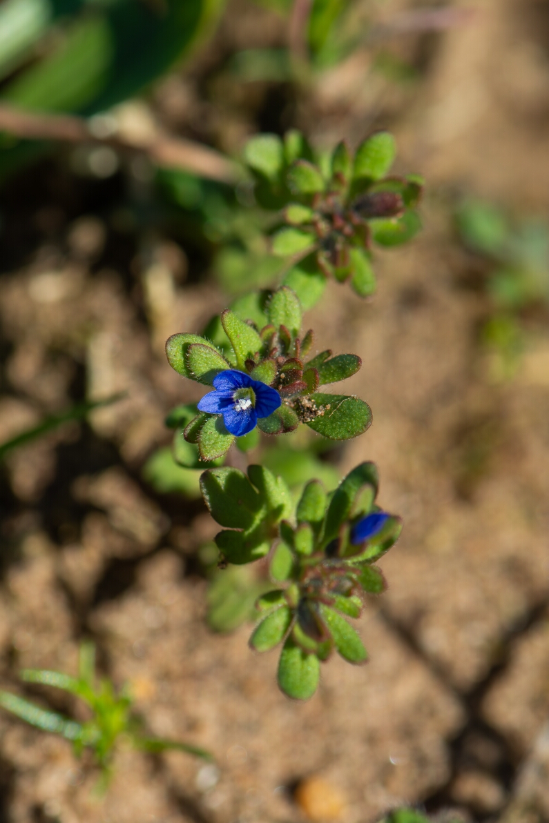 David Plant Photography - Wildlife Photography - Fingered speedwell - I.jpg - Fingered speedwell - Suffolk