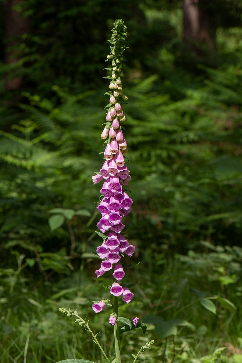 David Plant Photography - Wildlife Photography - Foxglove - C.JPG - Foxglove - Suffolk