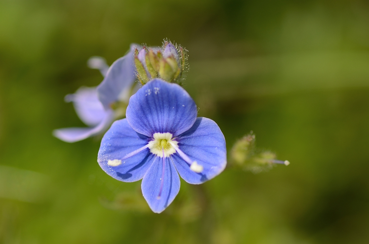 David Plant Photography - Wildlife Photography - Germander speedwell - C.jpg - Germander speedwell flower - Bedfordshire