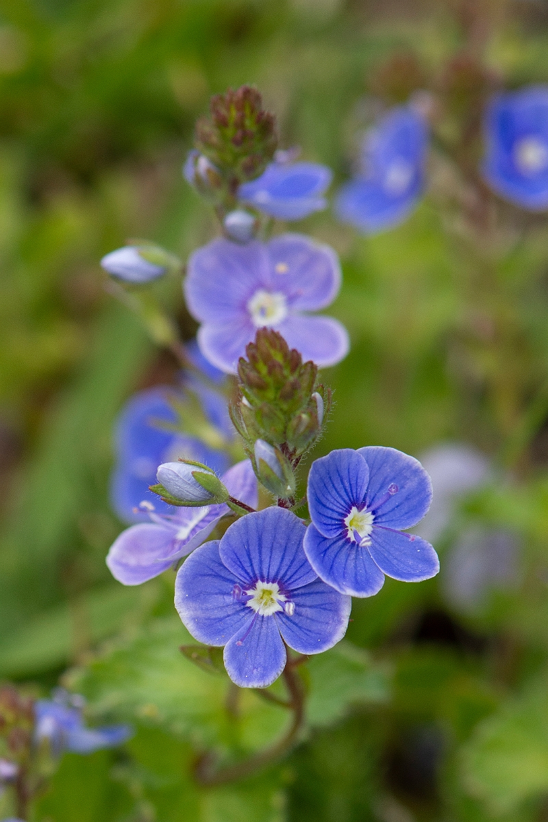 David Plant Photography - Wildlife Photography - Germander speedwell - E.JPG - Germander speedwell - Cambridgeshire