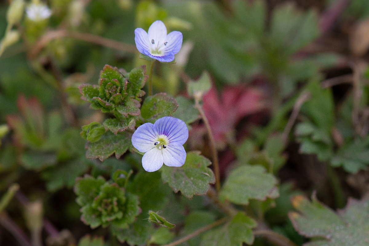David Plant Photography - Wildlife Photography - Green field speedwell - A.JPG - Green field speedwell - Suffolk