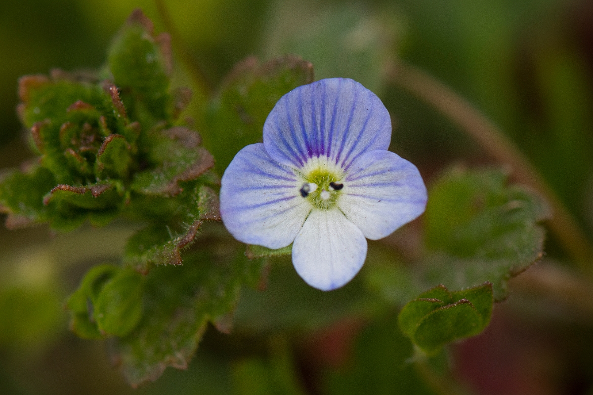 David Plant Photography - Wildlife Photography - Green field speedwell - B.JPG - Green field speedwell - Suffolk