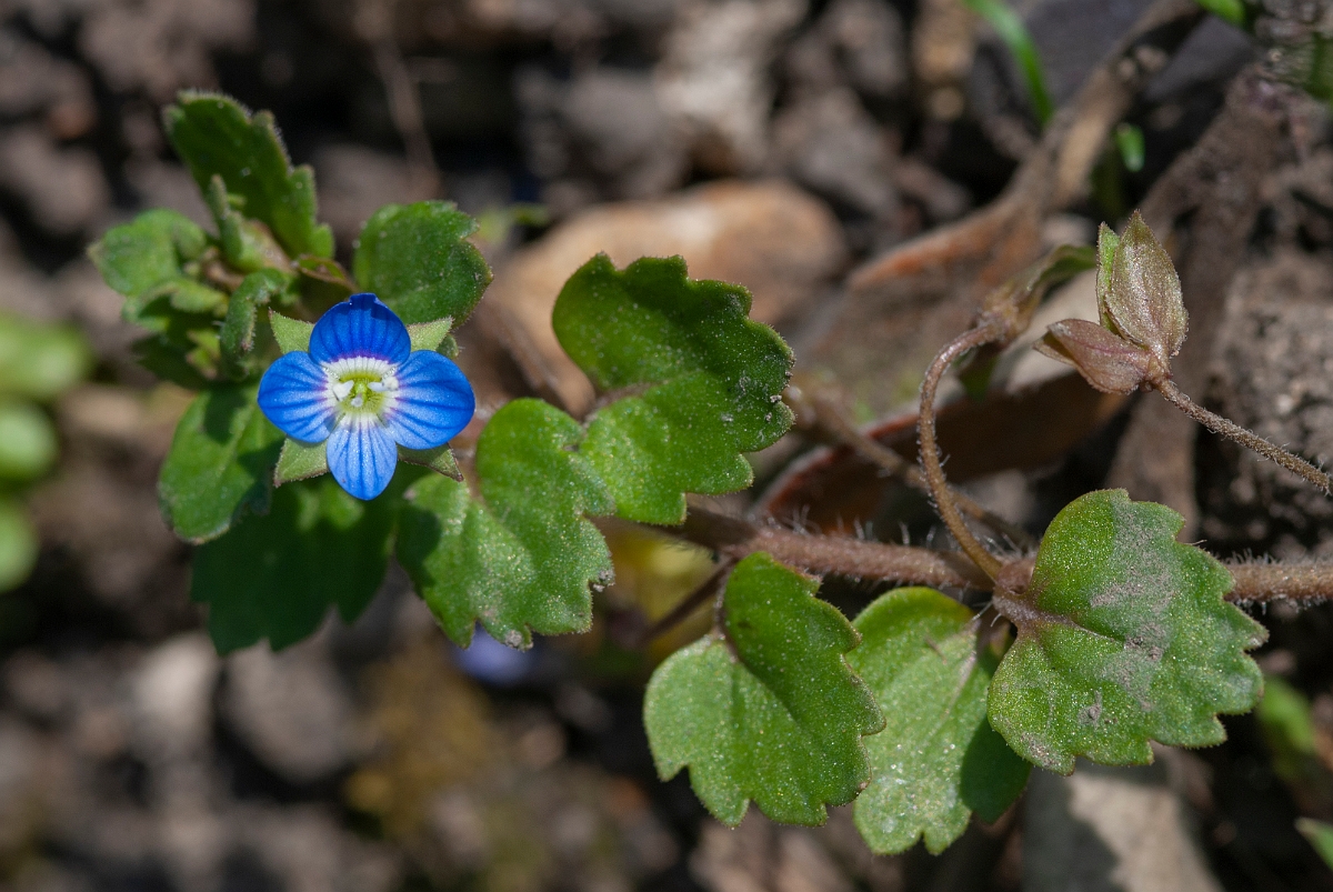 David Plant Photography - Wildlife Photography - Grey field speedwell - B.JPG - Grey field speedwell plant - Cotswolds