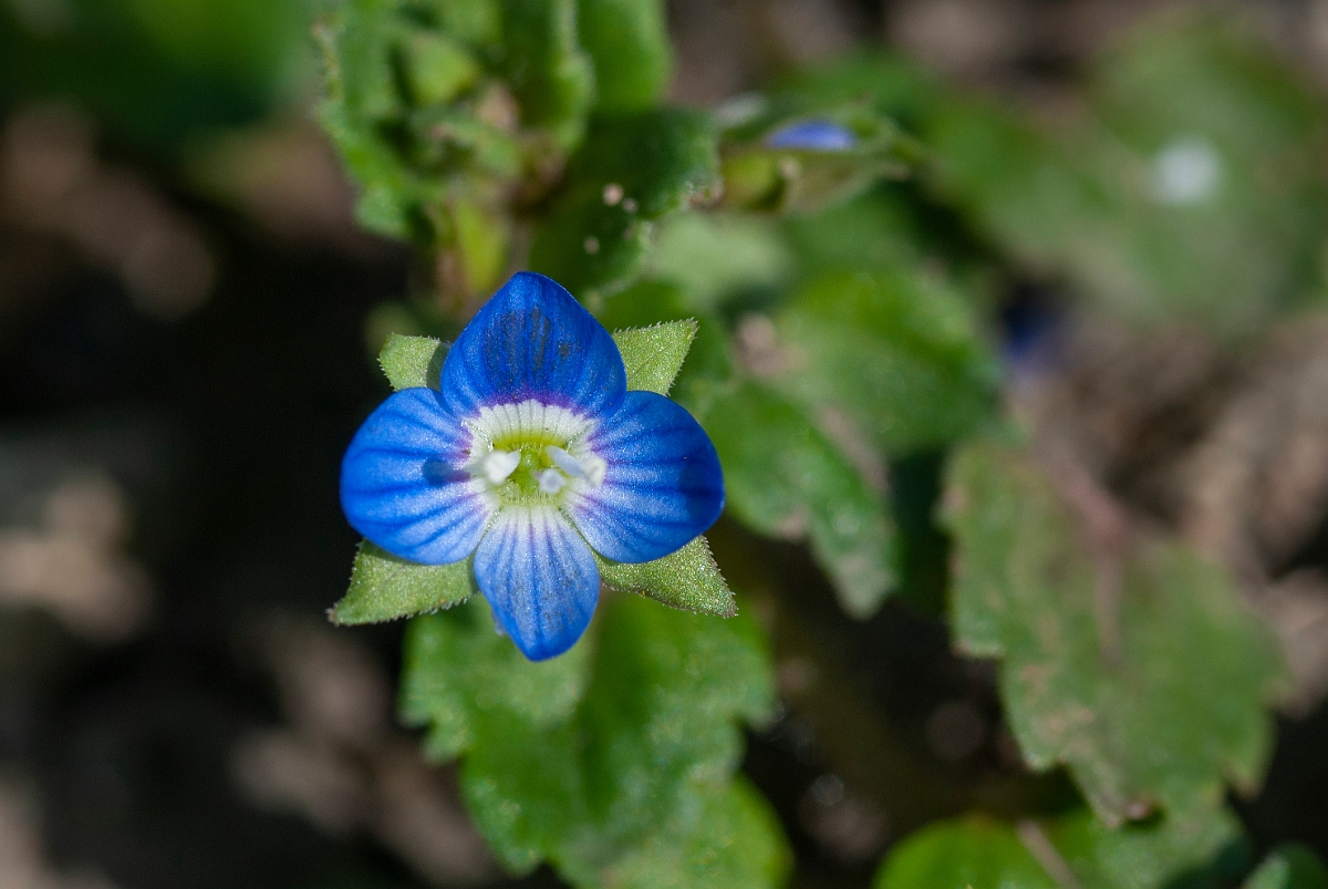 David Plant Photography - Wildlife Photography - Grey field speedwell - C.JPG - Grey field speedwell flower - Cotswolds
