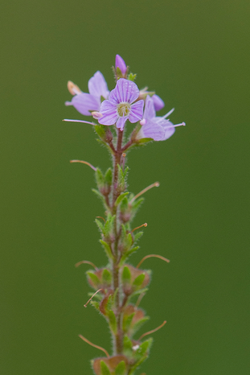 David Plant Photography - Wildlife Photography - Heath speedwell - B.JPG - Heath speedwell - Perthshire