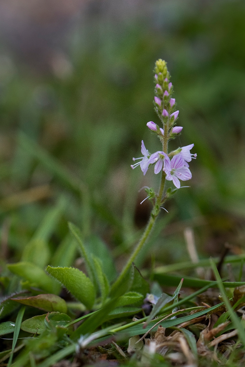 David Plant Photography - Wildlife Photography - Heath speedwell - C.JPG - Heath speedwell - Norfolk
