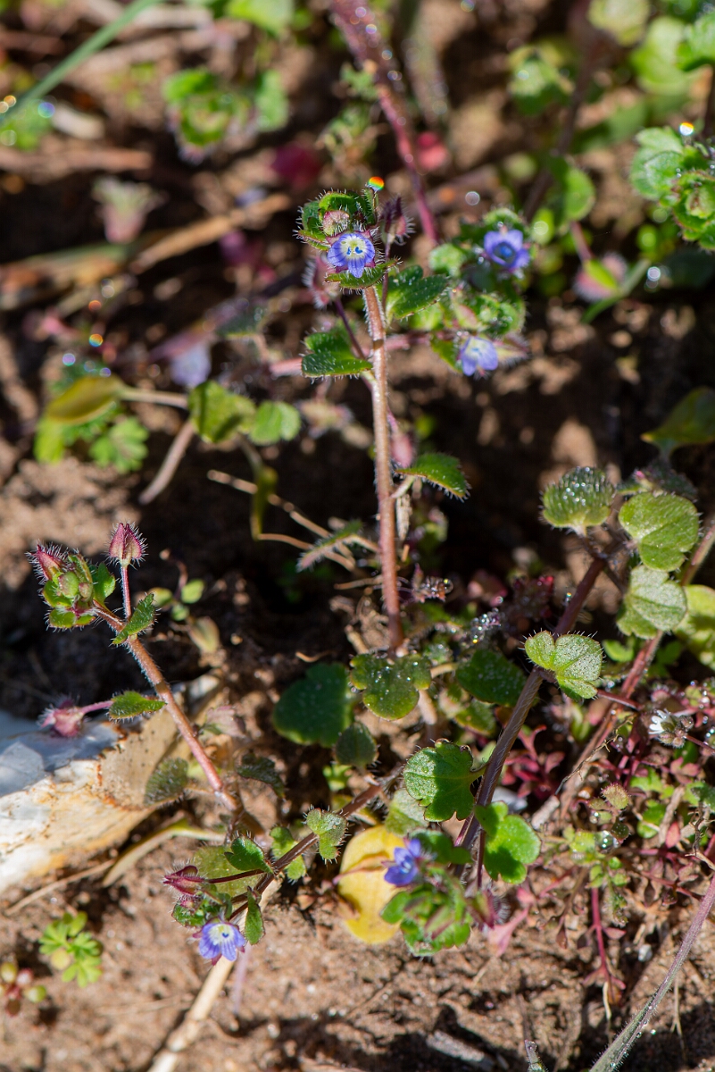 David Plant Photography - Wildlife Photography - Ivy-leaved speedwell - C.jpg - Ivy-leaved speedwell - Suffolk