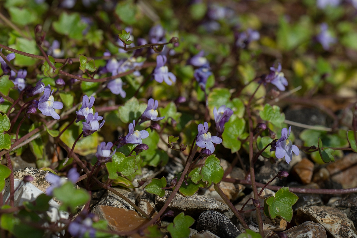 David Plant Photography - Wildlife Photography - Ivy-leaved toadflax - A.JPG - Ivy-leaved toadflax - Cotswolds