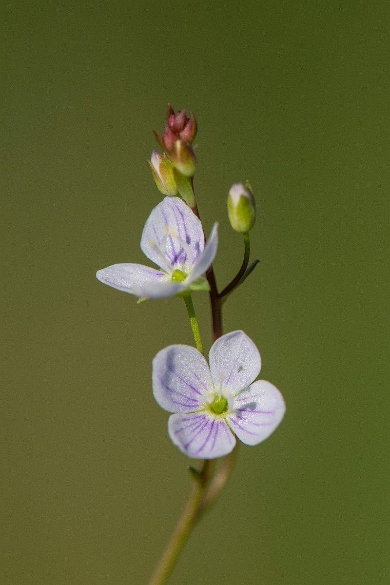 David Plant Photography - Wildlife Photography - Marsh speedwell - B.JPG - Marsh speedwell - Cambridgeshire